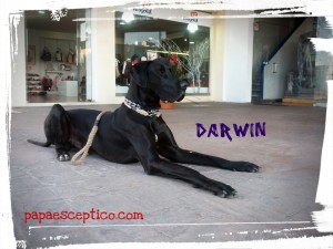 Darwin el Gran Danes