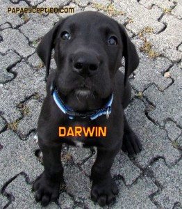 Darwin the great dane