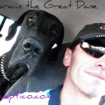 darwin the great dane