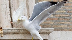 gaviota-paloma ataque papa francisco